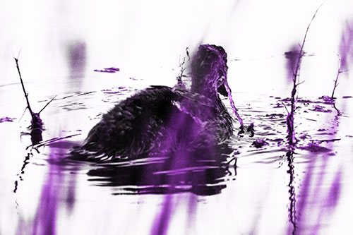 Algae Covered Loch Ness Mallard Monster Duck (Purple Tone Photo)
