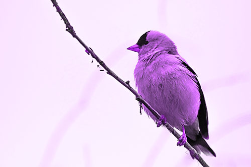 American Goldfinch Perched Along Slanted Branch (Purple Tone Photo)
