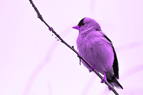 American Goldfinch Perched Along Slanted Branch (Purple Tone)