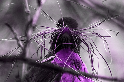 American Robin Hay Dried Mustache (Purple Tone Photo)