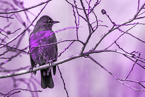 American Robin Looking Sideways Among Twisting Tree Branches (Purple Tone Photo)