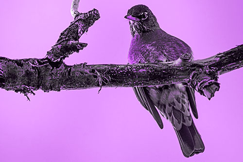 American Robin Perched Along Thick Decomposing Tree Branch (Purple Tone Photo)