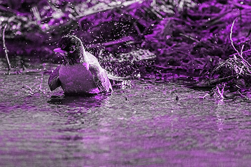 American Robin Splashing River Water (Purple Tone Photo)