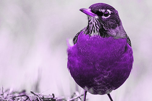 American Robin Standing Strong Against Wind (Purple Tone Photo)