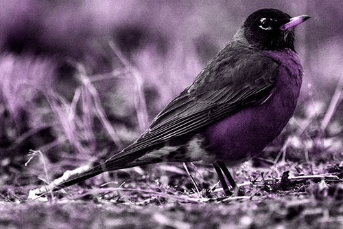 American Robin Standing Strong Among Dead Leaves (Purple Tone Photo)