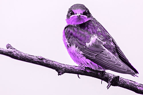 Angry Barn Swallow Looking Backwards (Purple Tone)