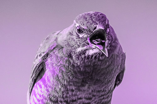 Angry Faced American Robin Screaming (Purple Tone)