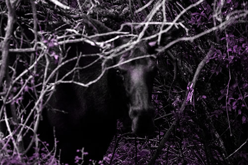 Angry Faced Moose Behind Tree Branches (Purple Tone Photo)