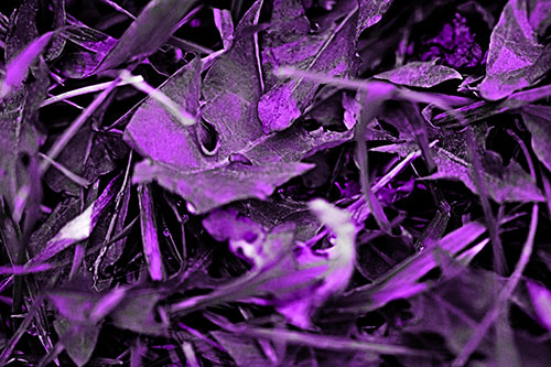 Angry Rotting Triangular Leaf Face (Purple Tone)