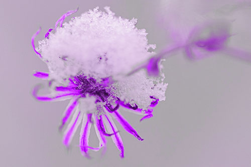 Angry Snow Faced Aster Screaming Among Cold (Purple Tone Photo)