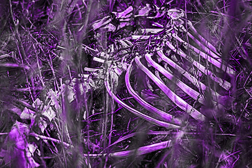 Animal Skeleton Remains Resting Beyond Plants (Purple Tone Photo)