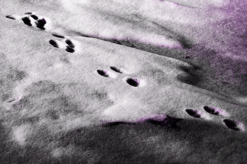 Animal Snow Footprint Trail (Purple Tone Photo)