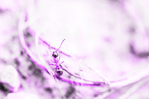 Ant Celebrating On A Curved Stick (Purple Tone Photo)