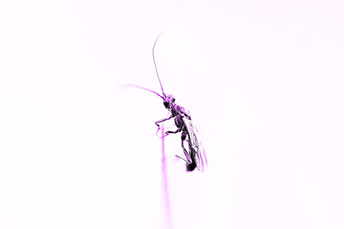 Ant Clinging Atop Piece Of Grass (Purple Tone Photo)