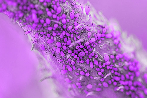 Aphid Colony Gathered Among Milkweed Stem (Purple Tone)