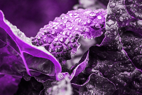 Arching Leaf Water Droplets (Purple Tone Photo)