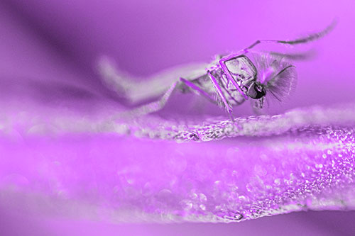 Arm Raising Midge Fly Standing Among Leaf (Purple Tone)