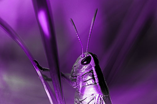 Arm Resting Grasshopper Watches Surroundings (Purple Tone Photo)