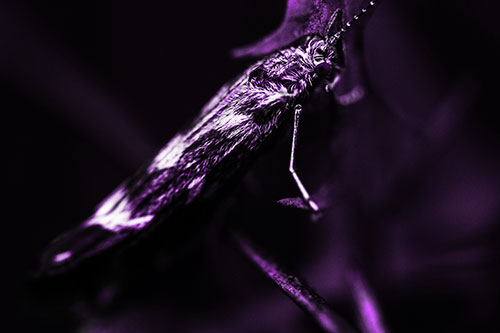 Arm Resting Leaf Blotch Miner Moth (Purple Tone Photo)