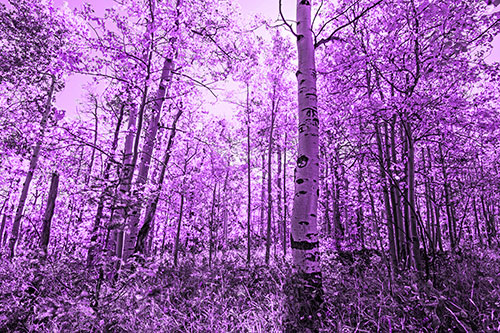 Aspen Trees Illuminate Among Sunshine (Purple Tone Photo)