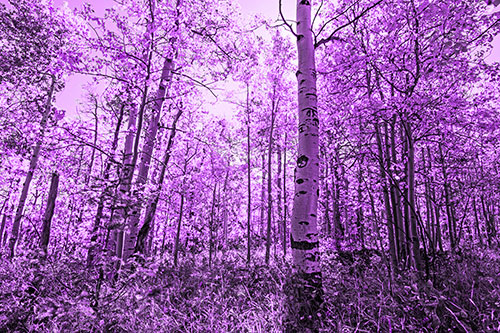 Aspen Trees Illuminate Among Sunshine (Purple Tone)