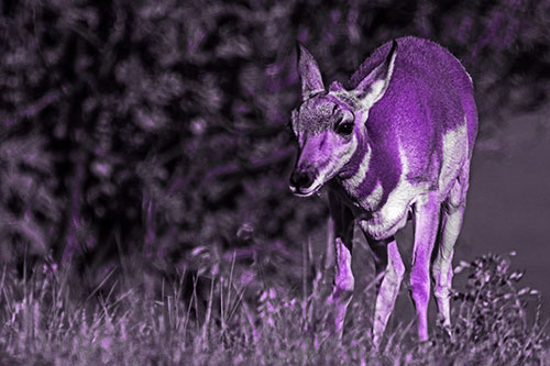 Baby Pronghorn Feasts Among Grass (Purple Tone Photo)