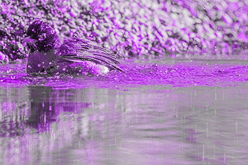 Bathing American Robin Splashing Water Along Shoreline (Purple Tone Photo)