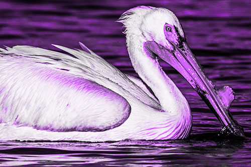 Beak Dipping Pelican Eying Across Lake Water (Purple Tone)
