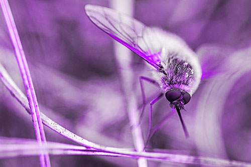 Bee Fly Balances Atop Dried Grass Blades (Purple Tone)