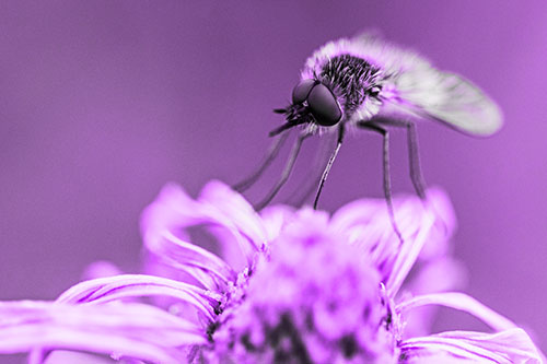 Bee Fly Standing Atop Gumplant Petals (Purple Tone)
