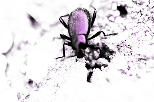 Beetle Beside Dirt Hole (Purple Tone Photo)