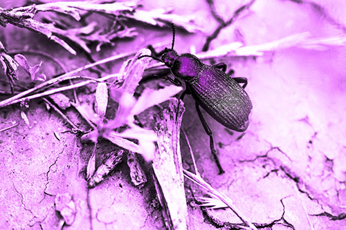 Beetle Searching Dry Land For Food (Purple Tone Photo)