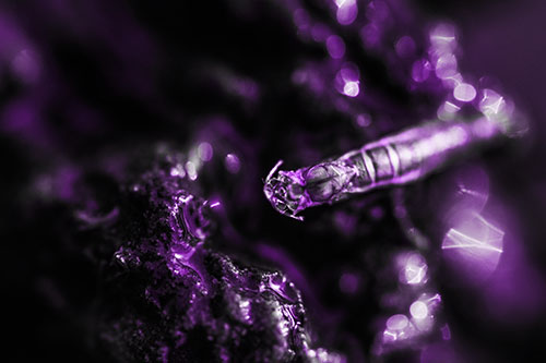 Bent Antenna Larva Slithering Across Soaked Rock (Purple Tone Photo)