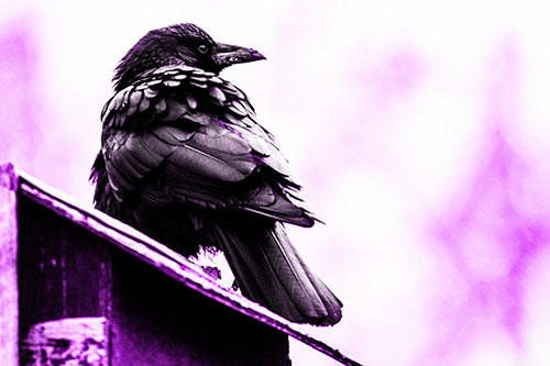 Big Crow Too Large For Bird House (Purple Tone Photo)