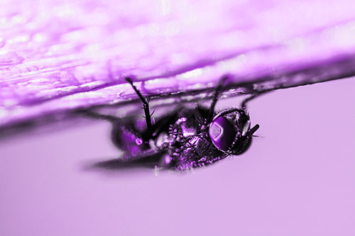 Big Eyed Blow Fly Perched Upside Down (Purple Tone Photo)