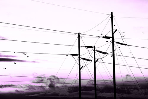 Bird Flock Flying Behind Powerline Sunset (Purple Tone Photo)
