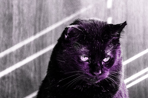 Black Cat Looking Downwards Among Sun Rays (Purple Tone)