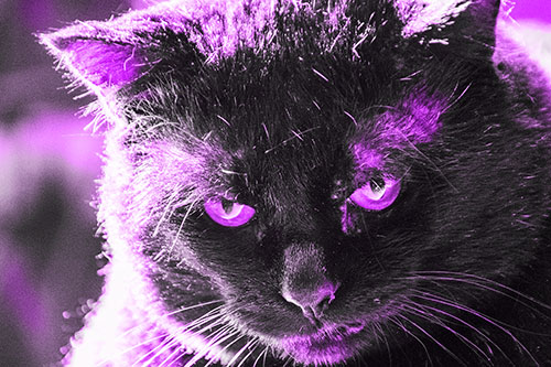 Black Cat Plotting Among Sunlight (Purple Tone)