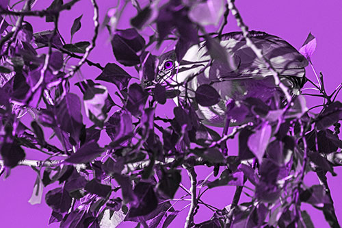 Black Crowned Night Heron Hiding Among Leaves (Purple Tone)