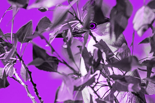 Black Crowned Night Heron Keeping Watch Among Leaves (Purple Tone)