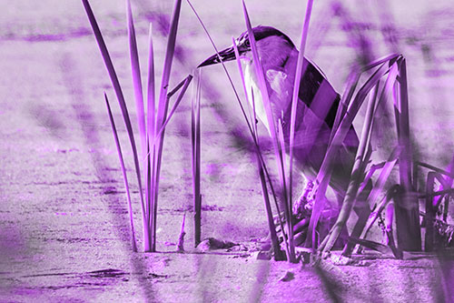 Black Crowned Night Heron Perched Atop Water Reed Grass (Purple Tone Photo)