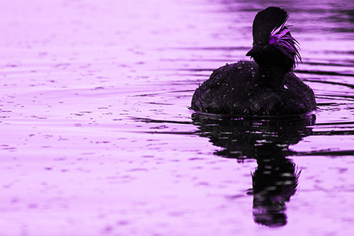 Black Necked Eared Grebe Floating Atop Lake (Purple Tone)