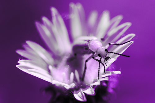 Blister Beetle Guards Gumplant Flower (Purple Tone)