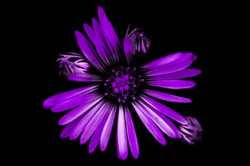 Blooming Daisy Head Among Several Buds (Purple Tone Photo)