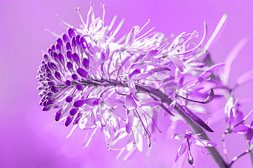 Blossoming Lily Of The Nile Flower (Purple Tone)