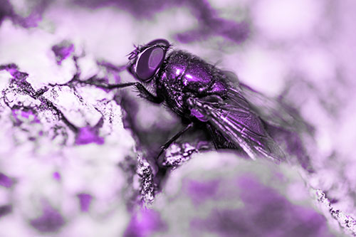 Blow Fly Climbs Jagged Tree Bark (Purple Tone Photo)