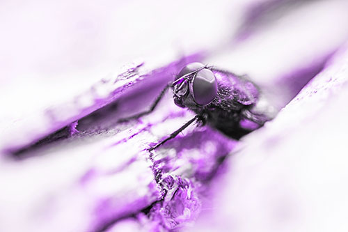 Blow Fly Hiding Among Tree Bark Crevice (Purple Tone Photo)
