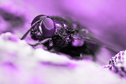 Blow Fly Resting Among Sloping Tree Bark (Purple Tone Photo)