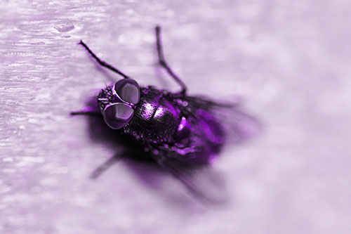 Blow Fly Spread Vertically (Purple Tone Photo)
