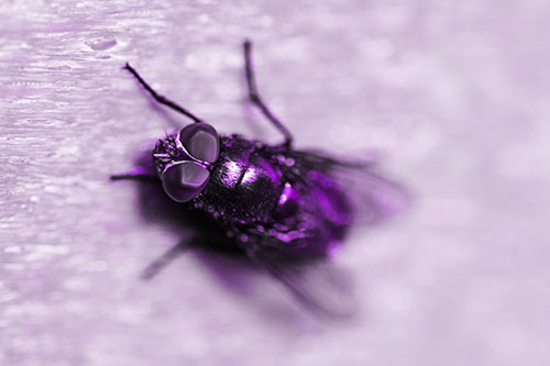 Blow Fly Spread Vertically (Purple Tone)